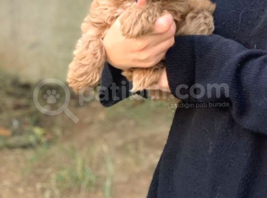 2 Aylık Erkek Ve Dişi Cavapoo Yavrularımız