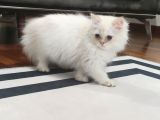 Dişi Ve Erkek Golden Bebek