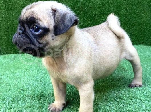 Safkan Irk Ve Sağlik Garanti̇li̇ Pug Yavrulari görsel