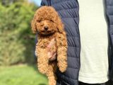 Red Brown Orji̇nal Poodle Yavrumuz