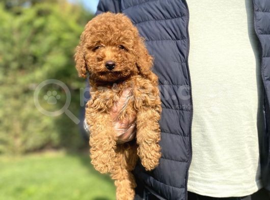 Red Brown Orji̇nal Poodle Yavrumuz görsel