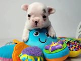 Kusursuz Anatomi̇ Fransiz Bulldog Yavrulari