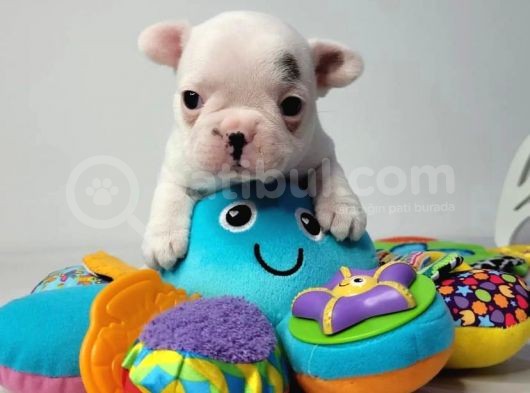 Kusursuz Anatomi̇ Fransiz Bulldog Yavrulari
