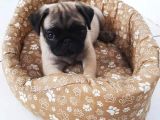 60 Günlük Sifir Burun Pug Mops