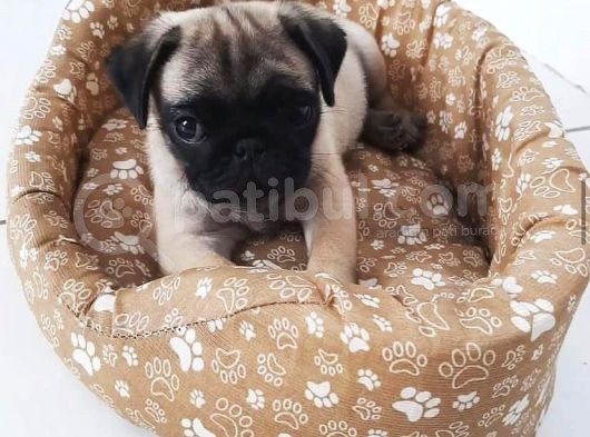 60 Günlük Sifir Burun Pug Mops