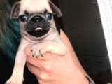 Pug Yavrular