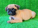 A Kali̇te Üreti̇mden Pug Mops Yavrulari