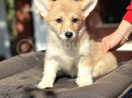 Turkiyede Tek Orjinal Welsh Corgi Bebekler