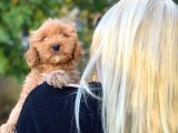 2 Aylık Erkek Ve Dişi Cavapoo Yavrularımız