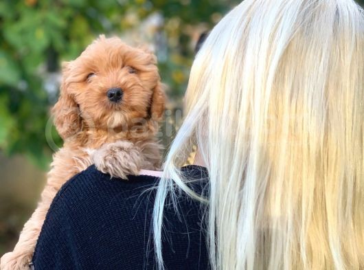 2 Aylık Erkek Ve Dişi Cavapoo Yavrularımız görsel