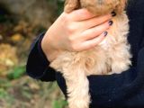 2 Aylık Erkek Ve Dişi Cavapoo Yavrularımız