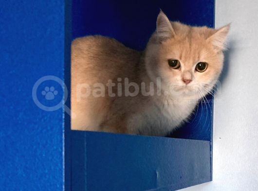 Safkan Şampiyon Anne Babanın Yavruları görsel