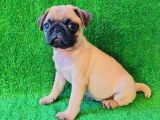 A Kali̇te Üreti̇mden Pug Mops Yavrulari