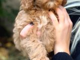 2 Aylık Erkek Ve Dişi Cavapoo Yavrularımız