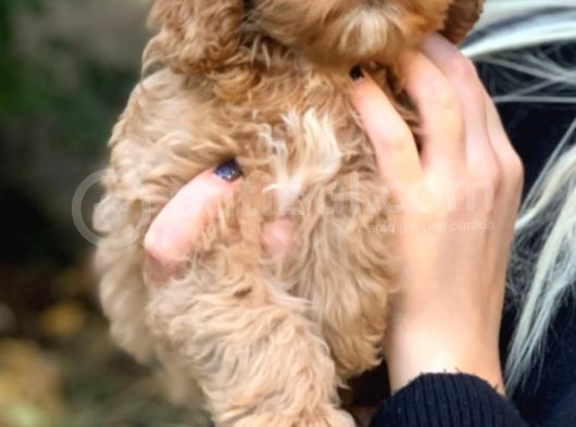 2 Aylık Erkek Ve Dişi Cavapoo Yavrularımız görsel