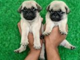 Safkan Irk Ve Sağlik Garanti̇li̇ Pug Yavrulari