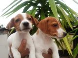 Jack Russel Yavrular