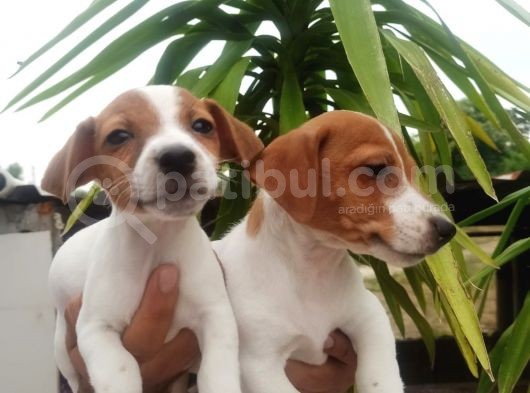 Jack Russel Yavrular