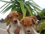 Jack Russel Yavrular