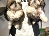 Şitsu Shihtzu Basık Surat Safkan Tüy Dökmez Orjinal Kısa Bacak