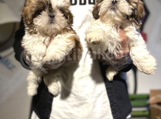 Şitsu Shihtzu Basık Surat Safkan Tüy Dökmez Orjinal Kısa Bacak görsel