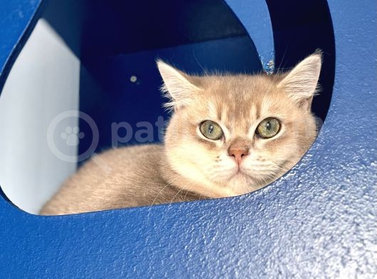 Safkan Şampiyon Anne Babanın Yavruları