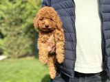 Red Brown Orji̇nal Poodle Yavrumuz