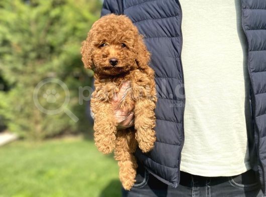Red Brown Orji̇nal Poodle Yavrumuz