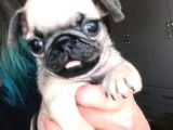 Pug Yavrular