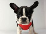 Irk Ve Sağlik Garanti̇li̇ French Bulldog Yavrulari