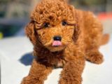 Show Kalite Mini Boy Poodle Bebekler