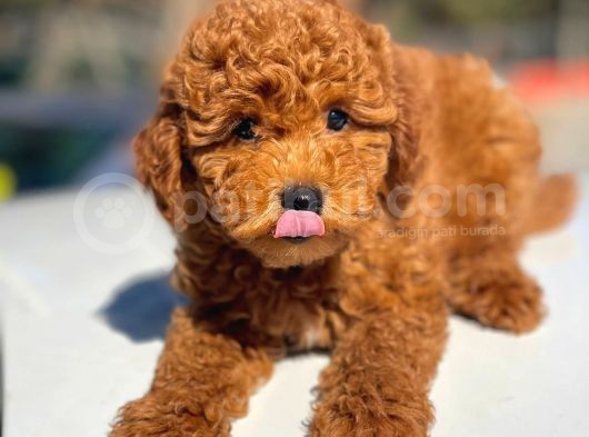 Show Kalite Mini Boy Poodle Bebekler görsel
