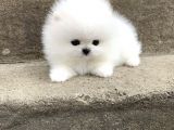 Ayı Surat Irk Garantili Teddy Bear Pomeranian Boo