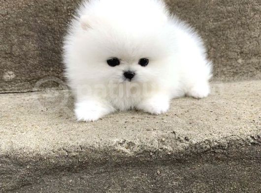 Ayı Surat Irk Garantili Teddy Bear Pomeranian Boo görsel