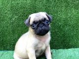 Safkan Irk Ve Sağlik Garanti̇li̇ Pug Yavrulari