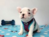 Kusursuz Anatomi̇ Fransiz Bulldog Yavrulari