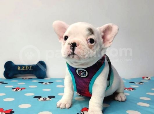 Kusursuz Anatomi̇ Fransiz Bulldog Yavrulari görsel