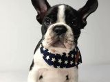 Irk Ve Sağlik Garanti̇li̇ French Bulldog Yavrulari