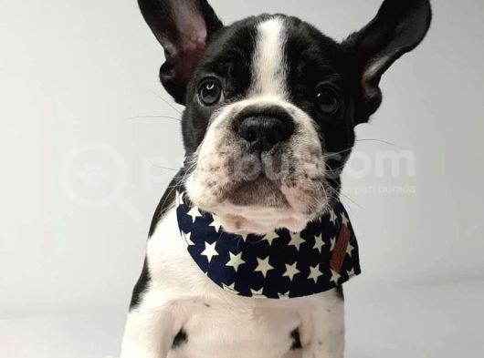 Irk Ve Sağlik Garanti̇li̇ French Bulldog Yavrulari