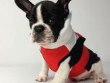 Irk Ve Sağlik Garanti̇li̇ French Bulldog Yavrulari