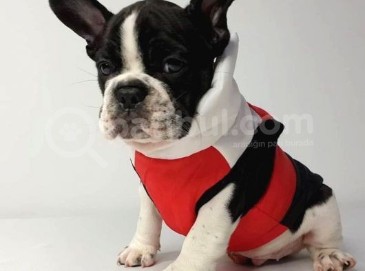 Irk Ve Sağlik Garanti̇li̇ French Bulldog Yavrulari görsel