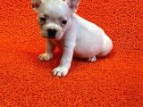 60 Günlük French Bulldog Yavrulari