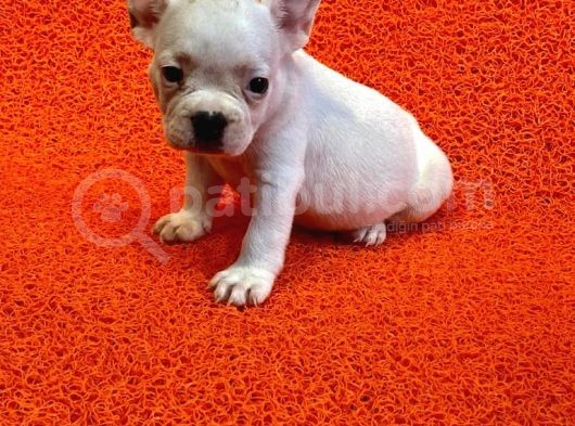 60 Günlük French Bulldog Yavrulari