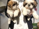 Şitsu Shihtzu Basık Surat Safkan Tüy Dökmez Orjinal Kısa Bacak