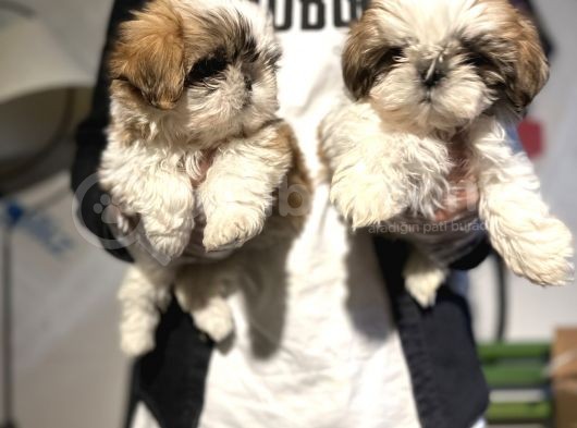 Şitsu Shihtzu Basık Surat Safkan Tüy Dökmez Orjinal Kısa Bacak