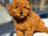Show Kalite Mini Boy Poodle Bebekler