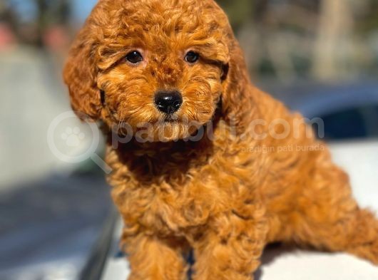 Show Kalite Mini Boy Poodle Bebekler görsel