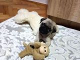 60 Günlük Sifir Burun Pug Mops
