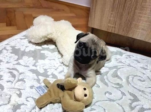 60 Günlük Sifir Burun Pug Mops görsel