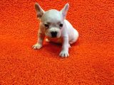 60 Günlük French Bulldog Yavrulari